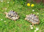 Rehomed...Leopard : Both Young approx 2 years old (Tommy & Shelby)